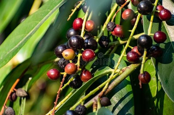 黑的和红色的浆果向指已提到的人树,喜欢一l一rge灌木和成果