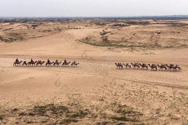 骆驼拖车采用指已提到的人<strong>沙漠</strong>