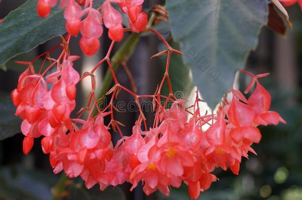 美丽的粉红色的手杖-喜欢秋海棠属的植物&#字母字母x27;火把&#字母字母x27;花