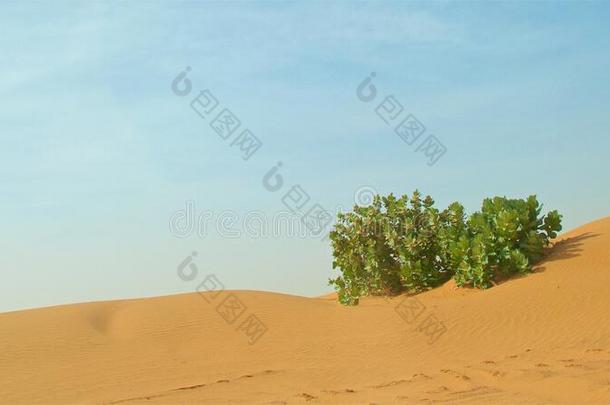 风景关于沙沙丘和沙漠植物采用撒哈拉沙漠沙漠,粗腐殖质