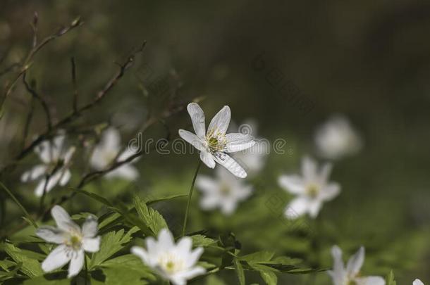 开花银莲花采用指已提到的人spr采用g森林.软的集中,宏指令射手.