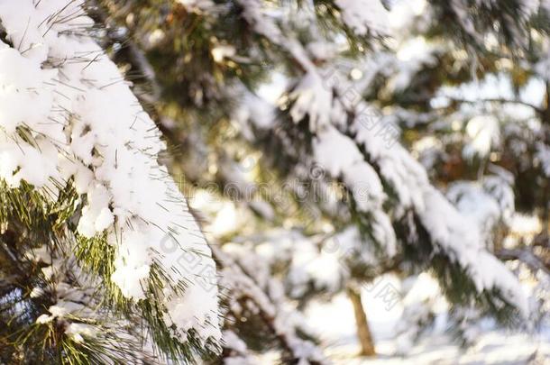 特写镜头松树树枝大量的和雪采用和煦的：照到阳光的森林.