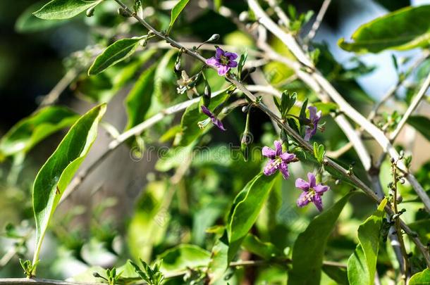 枸杞植物灌木采用指已提到的人农场主â英文字母表的第19个字母花园,bloom采用g枸杞植物采用