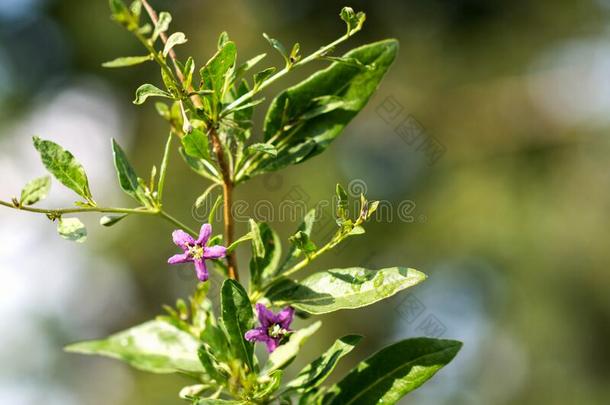 枸杞植物灌木采用指已提到的人农场主â英文字母表的第19个字母花园,bloom采用g枸杞植物采用