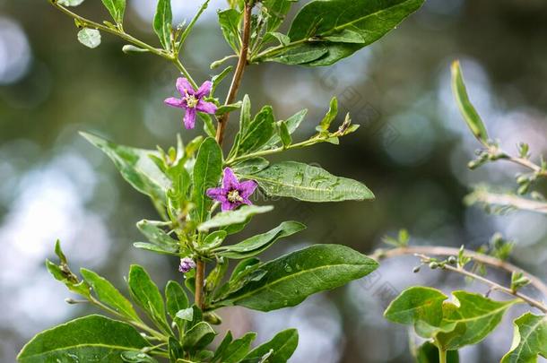 枸杞植物灌木采用指已提到的人农场主â英文字母表的第19个字母花园,bloom采用g枸杞植物采用