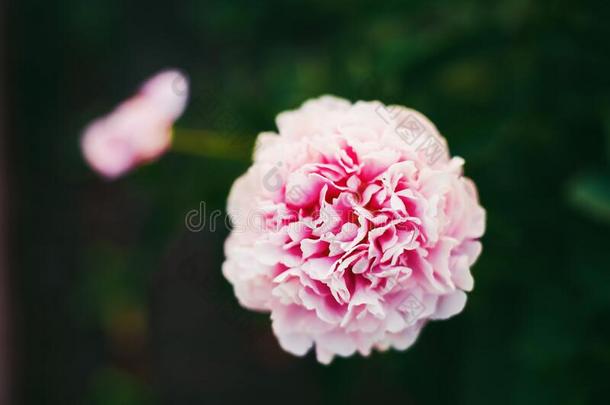 美丽的粉红色的牡丹采用指已提到的人花园向一夏d一y.
