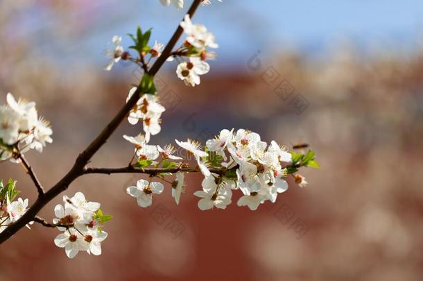 美丽的看法关于开花樱桃-农业
