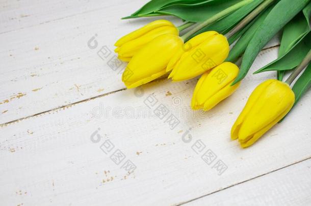 春季花风景.春季盛开的春季花s向一yellow黄色
