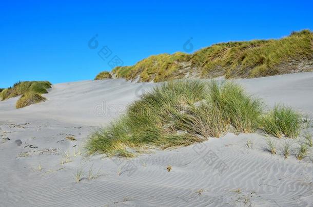 沙沙丘和草在瓦拉里基海滩,新的Zeal和