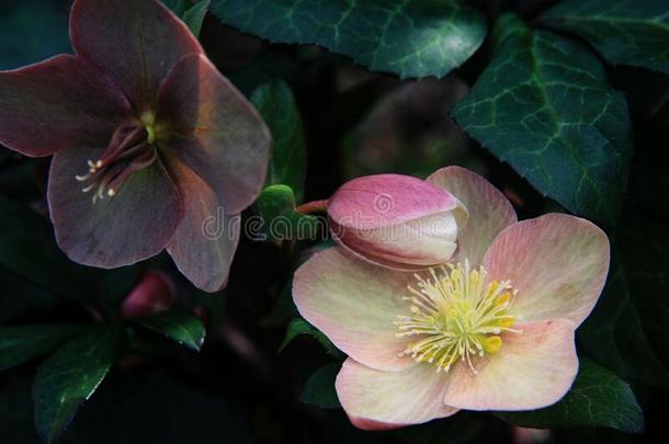 不丰盛的玫瑰,菟葵`隼`深的和光颜色花