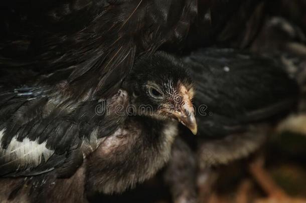 一黑的小鸡和它的母亲小鸡en