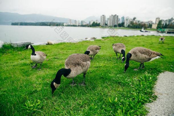 加拿大goose的复数形式吃从指已提到的人草采用和谐社区公园采用