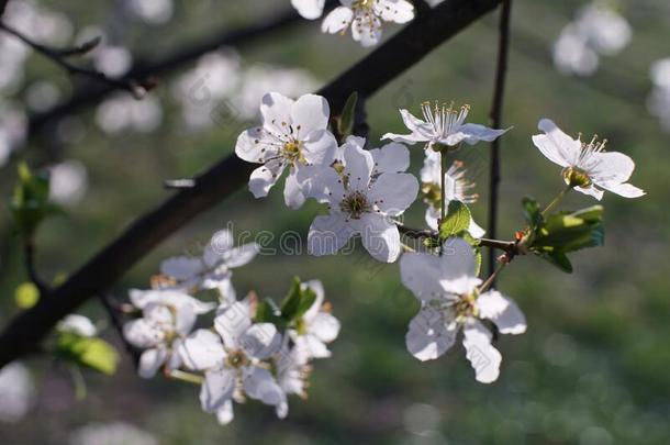 盛开的李子树树枝大量的和白色的花-特写镜头