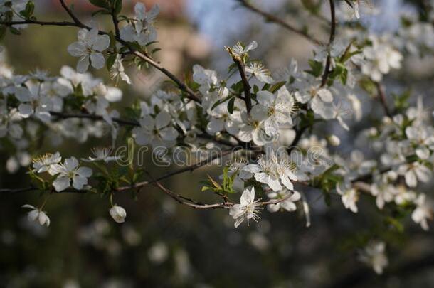 盛开的李子树树枝大量的和白色的花-特写镜头