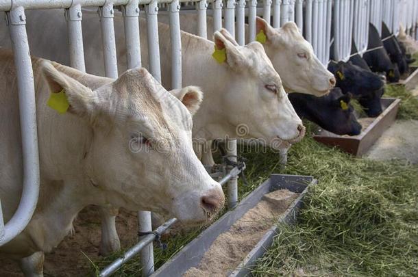 牛肉牛奶牛家畜采用农场