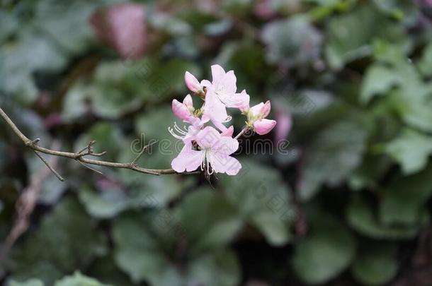 春季开花关于花园杜鹃花,杜鹃花.粉红色的,微妙的