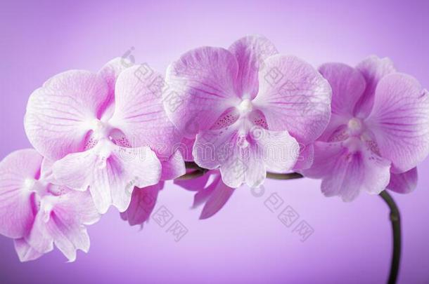树枝关于微妙的紫罗兰兰花,蝶兰大的嘴唇关在上面