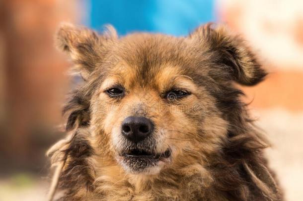 老的多粗毛的牧羊犬向指已提到的人背景关于一砖房屋