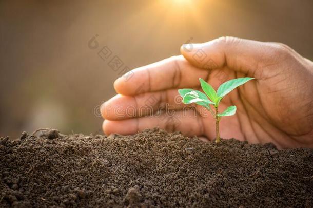 一手保护植物生长的向泥土.保护自然和EnvirosphereCompany环球公司