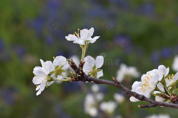 装饰的白色的樱桃树花向一br一nch