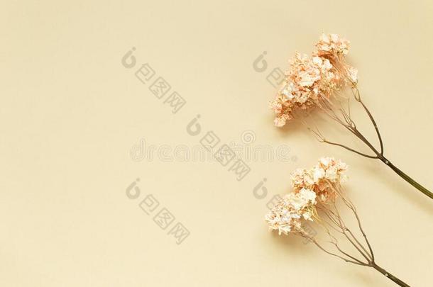 干燥的粉红色的八仙花属花向<strong>米黄色背景</strong>
