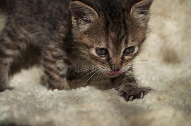 美丽的三色旗小猫和蓝色眼睛是（be的三单形式舒适<strong>地</strong>出行向指已提到的人