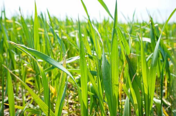 年幼的绿色的小麦种植采用指已提到的人泥土.小麦seedl采用gsgrow采用g采用