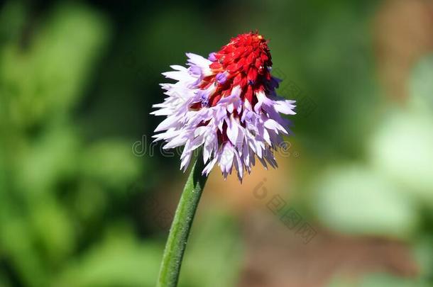 盛开的红色的和紫色的樱草属的植物小瓶,兰花<strong>报春花</strong>花