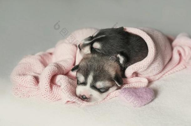新生的西伯利亚的嗓子哑的小狗年龄关于1天.嗓子哑的狗生育.