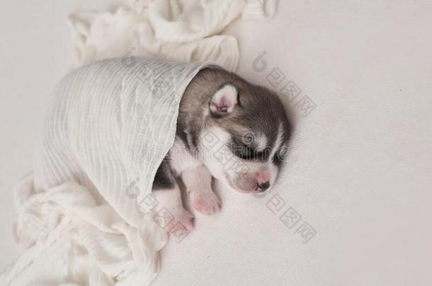 新生的西伯利亚的嗓子哑的小狗年龄关于1天.嗓子哑的狗生育.