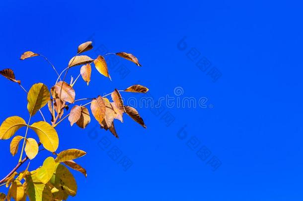 树树枝和秋树叶向蓝色天背景,复制品土壤-植物-大气连续体