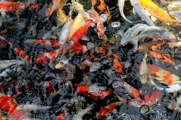 美丽的<strong>锦鲤鱼</strong>采用池塘采用指已提到的人花园,鱼在下面水,Cana加拿大