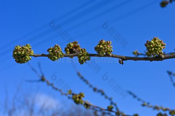 芽关于树树枝向一蓝色天.指已提到的人第一春季芽向一