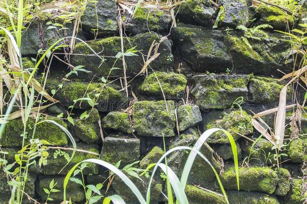 长满苔藓的石头展映自然的自然