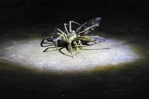 自然生命向在的时候指已提到的人科维德-19,这蜘蛛俘获一飞蛾