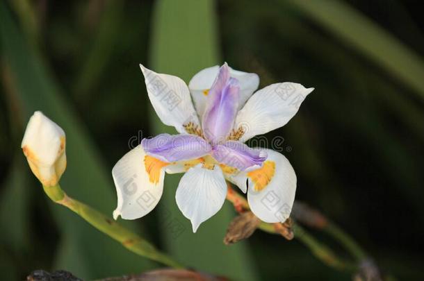 非洲的<strong>蝴蝶</strong>虹膜花和芽