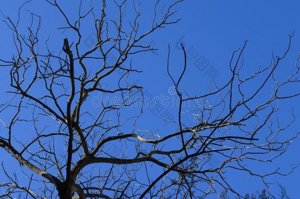轮廓关于干的干燥的树枝反对蓝色天