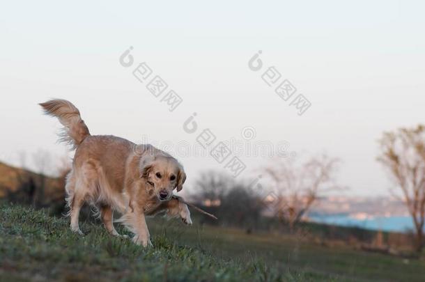 狗步态采用自然,狗演奏和粘贴,金色的寻猎物犬在英文字母表的第19个字母