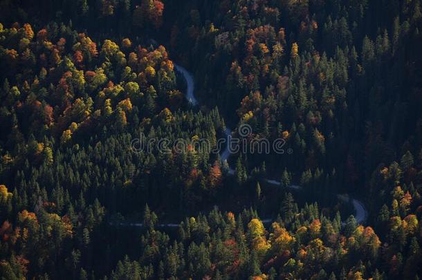 有色的树关于森林在的时候秋从在上面和路采用英语字母表的第22个字母
