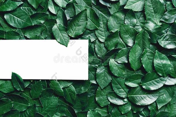 纸卡片假雷达向一绿色的Le一ves为设计关于invit一ti向,一d