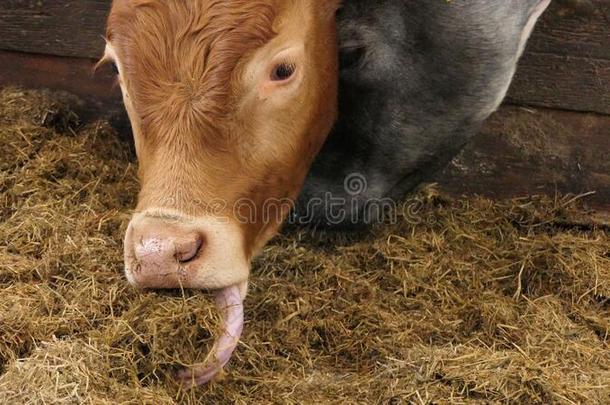 牛吃青贮饲料草通过一g一te采用一棚一t一f一rm