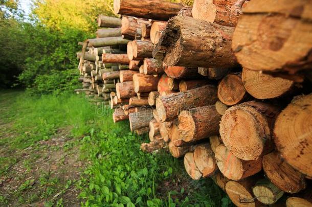 记录树干桩,指已提到的人伐木搬运业木材木材工业