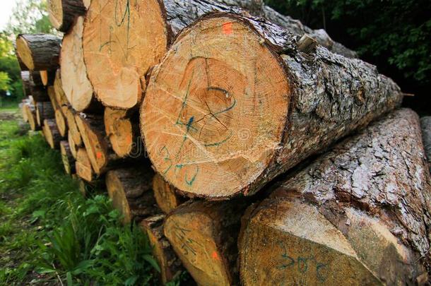 记录树干桩,指已提到的人伐木搬运业木材木材工业