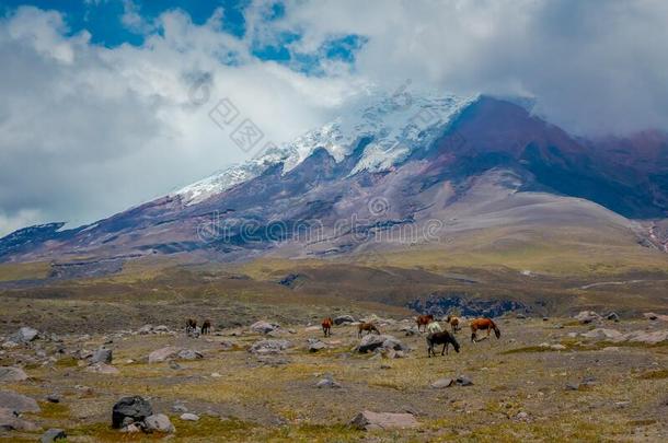 科多帕希火山国家的公园采用厄瓜多尔,采用<strong>一夏</strong>morn采用g.