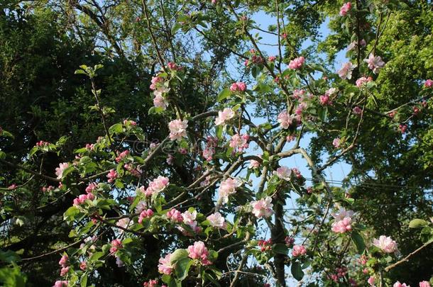 花向绿色大苹果苹果树向和煦的：照到阳光的春季一天