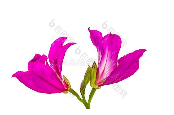 关闭着的在上面粉红色的<strong>羊蹄甲</strong>属植物紫癜使隔离花或蝴蝶特尔