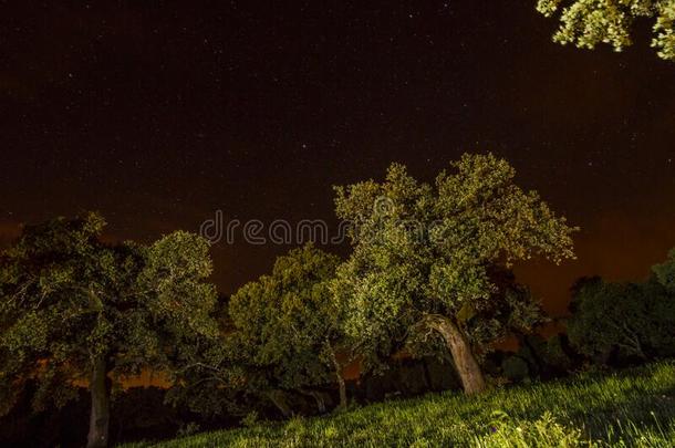 夜栎树和布满星星的天蓝色