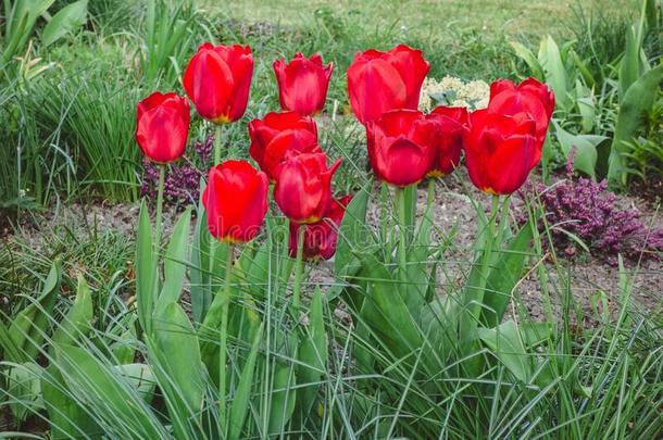 美丽的射手关于指已提到的人红色的郁金香花采用指已提到的人花园