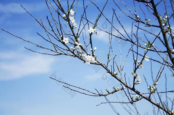 树花花在春季越过n在ural反对清楚的蓝色英文字母表的第19个字母