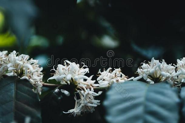 白色的咖啡豆花向黑暗的-t向ed咖啡豆树咖啡豆花